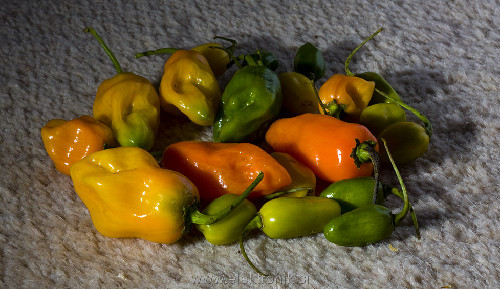 habanero.jpg