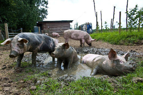 pig-in-mud[1].jpg