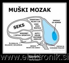 moki mozek.jpg