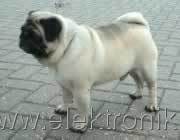 Pug.jpg