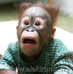 shockedMonkey.jpg