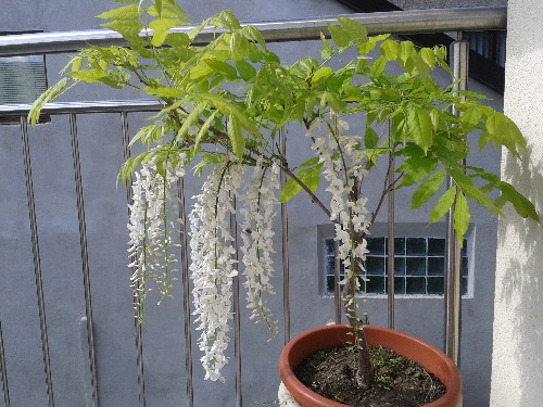 2012-05-08 15.52.09.jpg