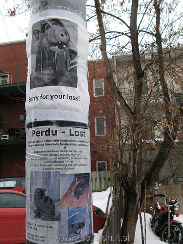 ALF-MISSING-CAT.jpg