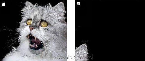 cat1.jpg