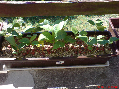DSC02287.JPG