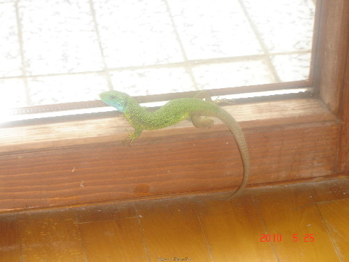 DSC02425.JPG