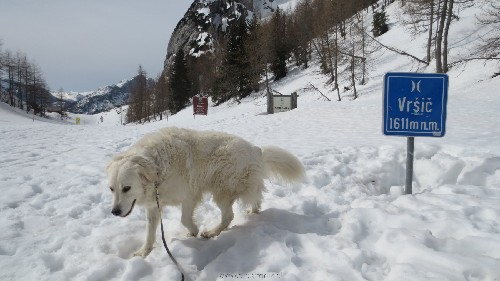 IMG_2982a.jpg