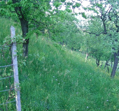 kosnja.jpg