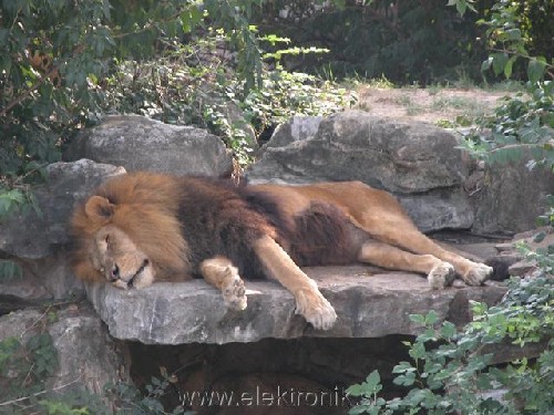 lazyness.jpg