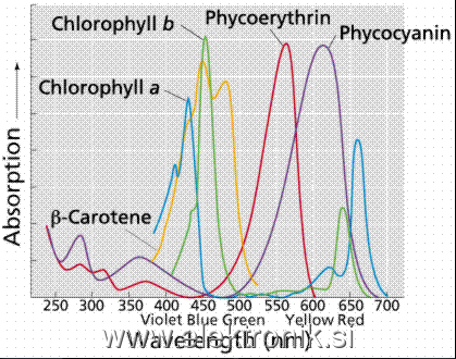 Rastline spectrum.PNG