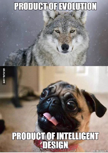 volk.png